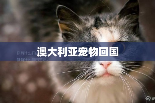澳大利亞寵物回國
