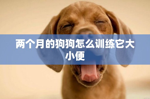 兩個月的狗狗怎么訓練它大小便