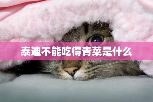泰迪不能吃得青菜是什么