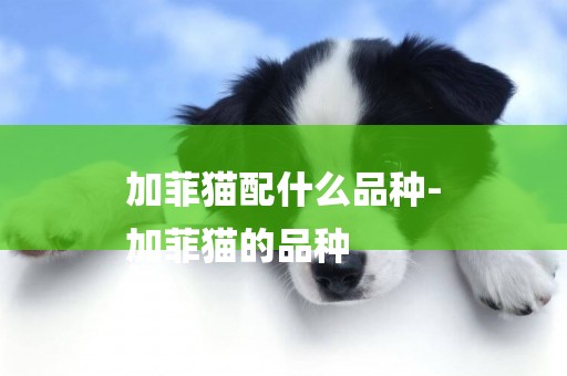 加菲貓配什么品種-
加菲貓的品種