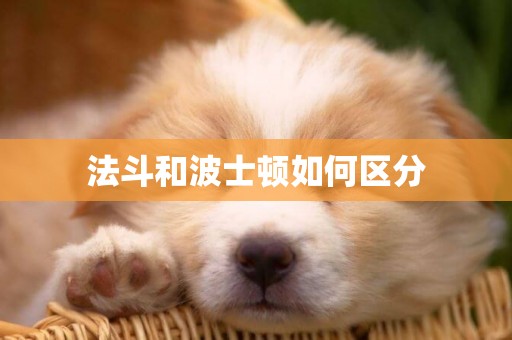 法斗和波士頓如何區分