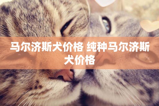 馬爾濟斯犬價格 純種馬爾濟斯犬價格