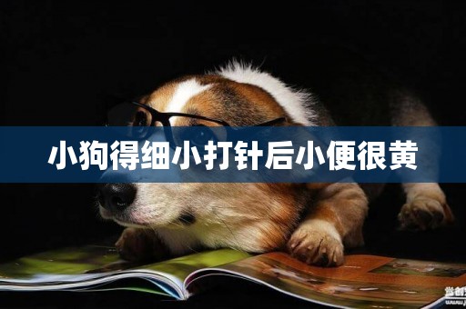 小狗得細小打針后小便很黃