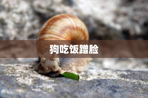 狗吃飯蹭臉