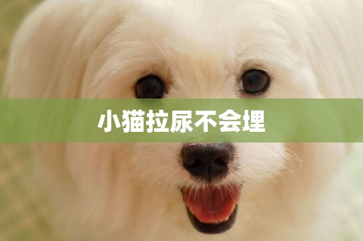 小貓拉尿不會埋