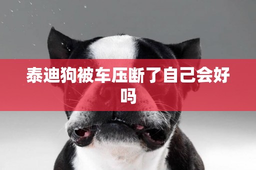 泰迪狗被車壓斷了自己會好嗎