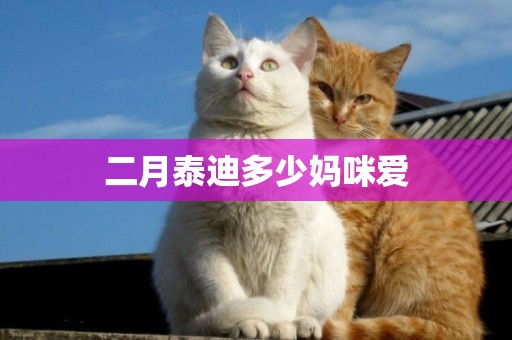 二月泰迪多少媽咪愛