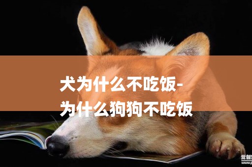 犬為什么不吃飯-
為什么狗狗不吃飯