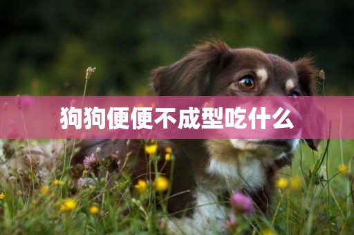 狗狗便便不成型吃什么