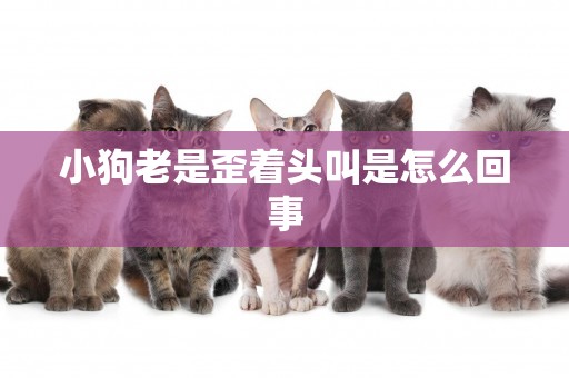 小狗老是歪著頭叫是怎么回事