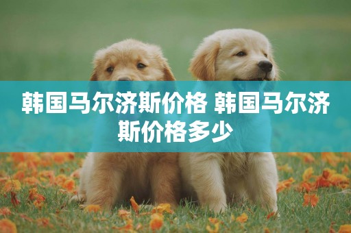 韓國馬爾濟斯價格 韓國馬爾濟斯價格多少