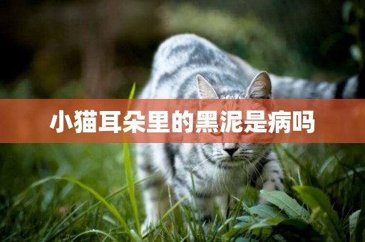 小貓耳朵里的黑泥是病嗎