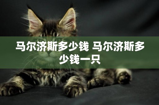馬爾濟斯多少錢 馬爾濟斯多少錢一只