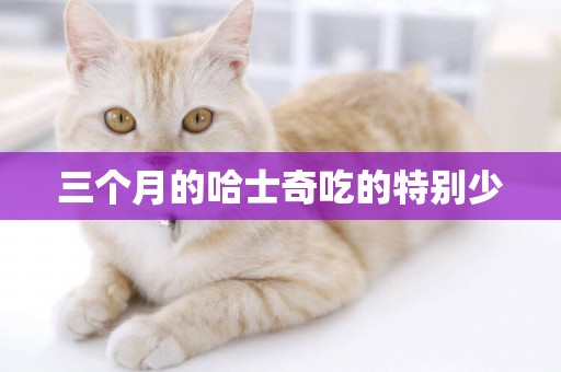 三個月的哈士奇吃的特別少