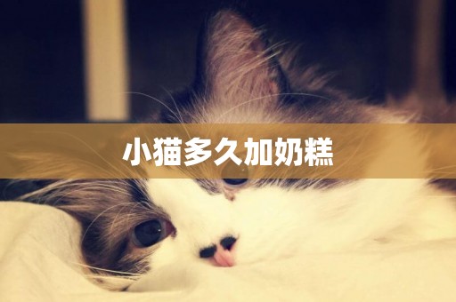 小貓多久加奶糕