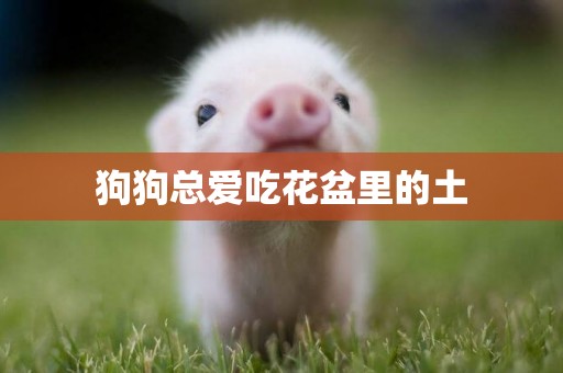 狗狗總愛吃花盆里的土