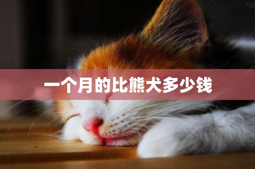 一個月的比熊犬多少錢