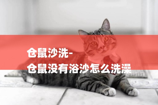 倉鼠沙洗-
倉鼠沒有浴沙怎么洗澡