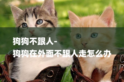 狗狗不跟人-
狗狗在外面不跟人走怎么辦