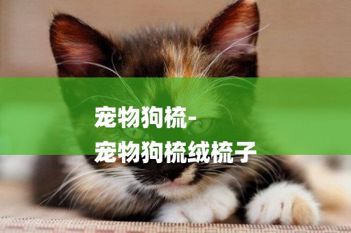 寵物狗梳-
寵物狗梳絨梳子