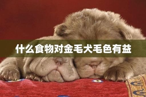 什么食物對金毛犬毛色有益