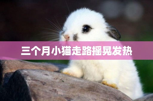 三個月小貓走路搖晃發熱