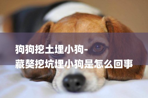 狗狗挖土埋小狗-
藏獒挖坑埋小狗是怎么回事