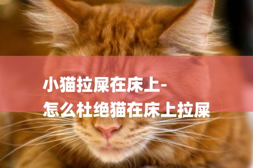 小貓拉屎在床上-
怎么杜絕貓在床上拉屎