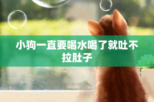 小狗一直要喝水喝了就吐不拉肚子