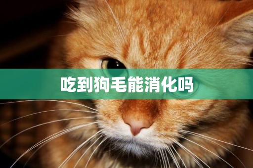 吃到狗毛能消化嗎