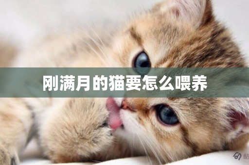 剛滿月的貓要怎么喂養