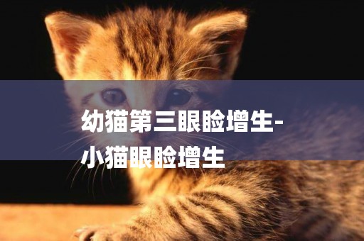 幼貓第三眼瞼增生-
小貓眼瞼增生