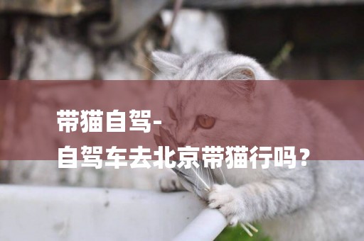 帶貓自駕-
自駕車去北京帶貓行嗎？