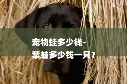 寵物蛙多少錢-
紫蛙多少錢一只？