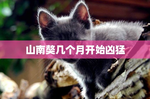 山南獒幾個月開始兇猛