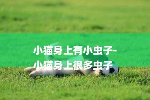小貓身上有小蟲子-
小貓身上很多蟲子