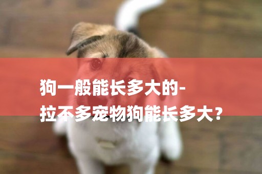 狗一般能長多大的-
拉不多寵物狗能長多大？