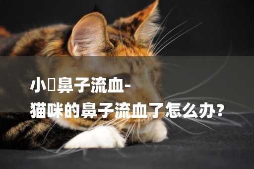 小貓鼻子流血-
貓咪的鼻子流血了怎么辦？