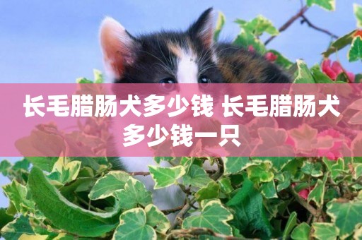 長毛臘腸犬多少錢 長毛臘腸犬多少錢一只