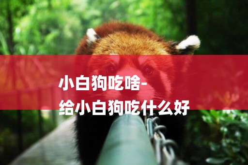 小白狗吃啥-
給小白狗吃什么好