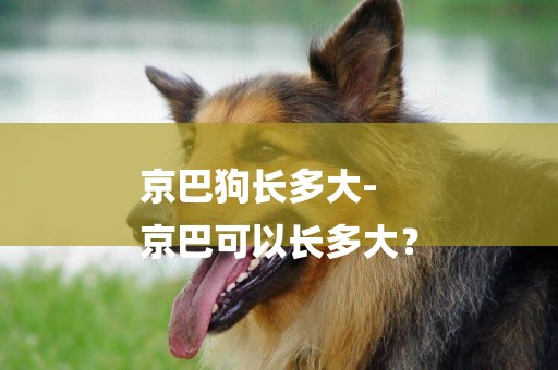 京巴狗長多大-
京巴可以長多大？