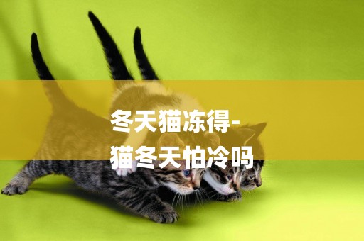 冬天貓凍得-
貓冬天怕冷嗎
