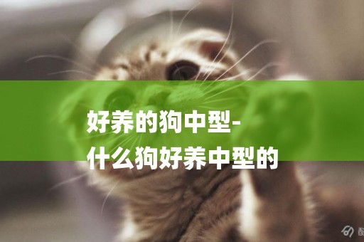 好養的狗中型-
什么狗好養中型的