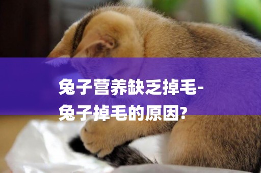 兔子營養缺乏掉毛-
兔子掉毛的原因?