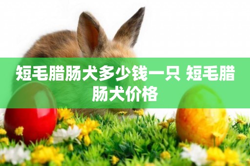 短毛臘腸犬多少錢一只 短毛臘腸犬價格