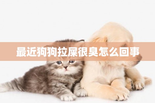 最近狗狗拉屎很臭怎么回事