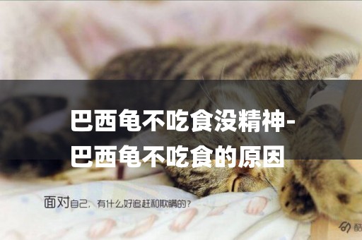 巴西龜不吃食沒精神-
巴西龜不吃食的原因