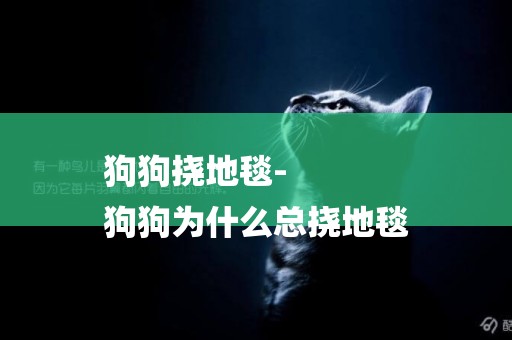 狗狗撓地毯-
狗狗為什么總撓地毯