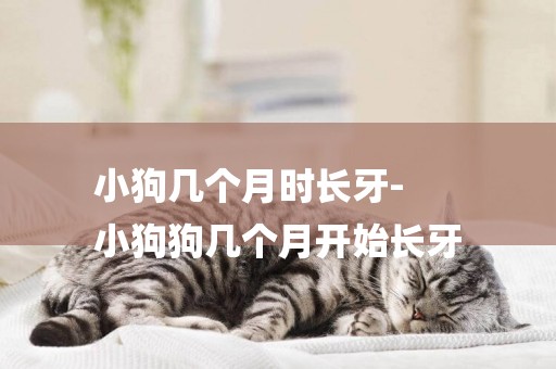 小狗幾個月時長牙-
小狗狗幾個月開始長牙