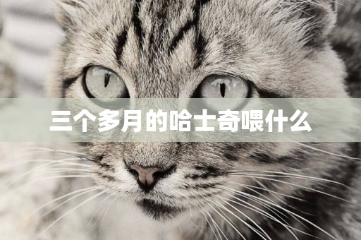 三個多月的哈士奇喂什么
